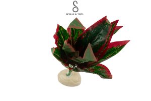 tropical-dracaena-plant