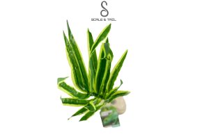 tropical-vallisneria-plant