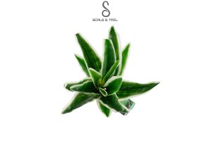 tropical-yucca-plant