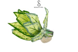 tropical-variegated-snake-plant