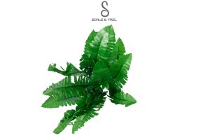 tropical-boston-fern-plant