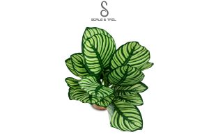 tropical-calathea-ornata-vittata-plant