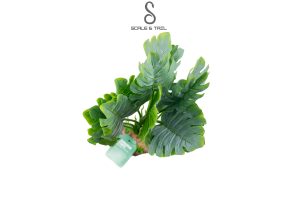 tropical-monstera-juvenile-plant
