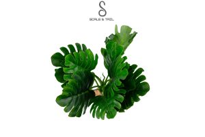 tropical-monstera-mature-plant