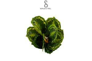 tropical-variegated-calathea-plant
