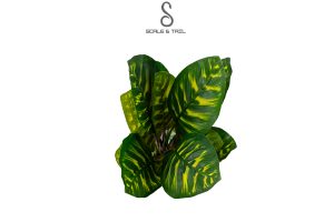 tropical-dieffenbachia-variegated-plant