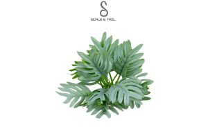 tropical-lace-tree-plant