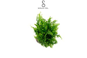 tropical-sword-fern-plant
