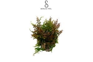 tropical-autumn-fern-plant