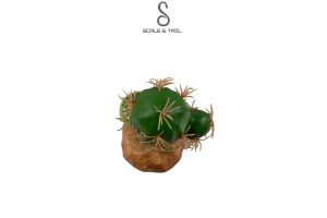 cactus-plants-s