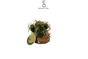 cactus-plants-m