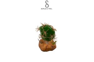 cactus-plants-xs